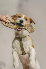 Шлейка "Пони-Макарони" Зеленая (бежевый канат)