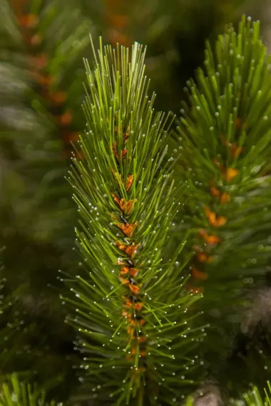 Настенная елка-перевертыш Лесная Красавица 60 см., леска, Triumph Tree (73108)