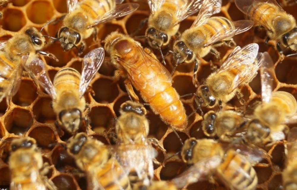 Пчеломатка Итальянка (Кордован F1). Плодная матка 2026 г, проверены на засев.