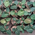 Антуриум KING OF SPADES s.M