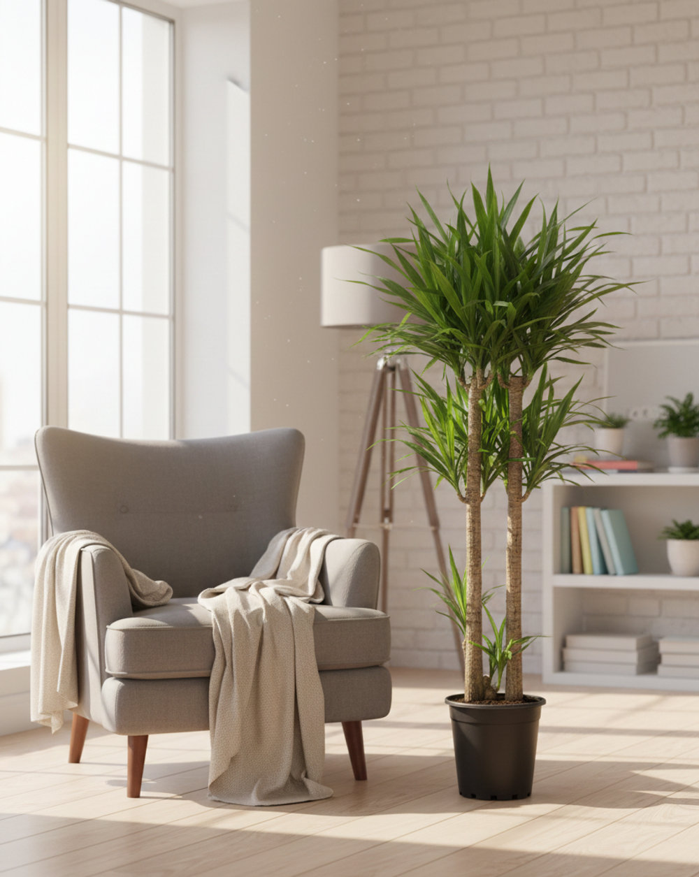 Драцена Reflexa д.18