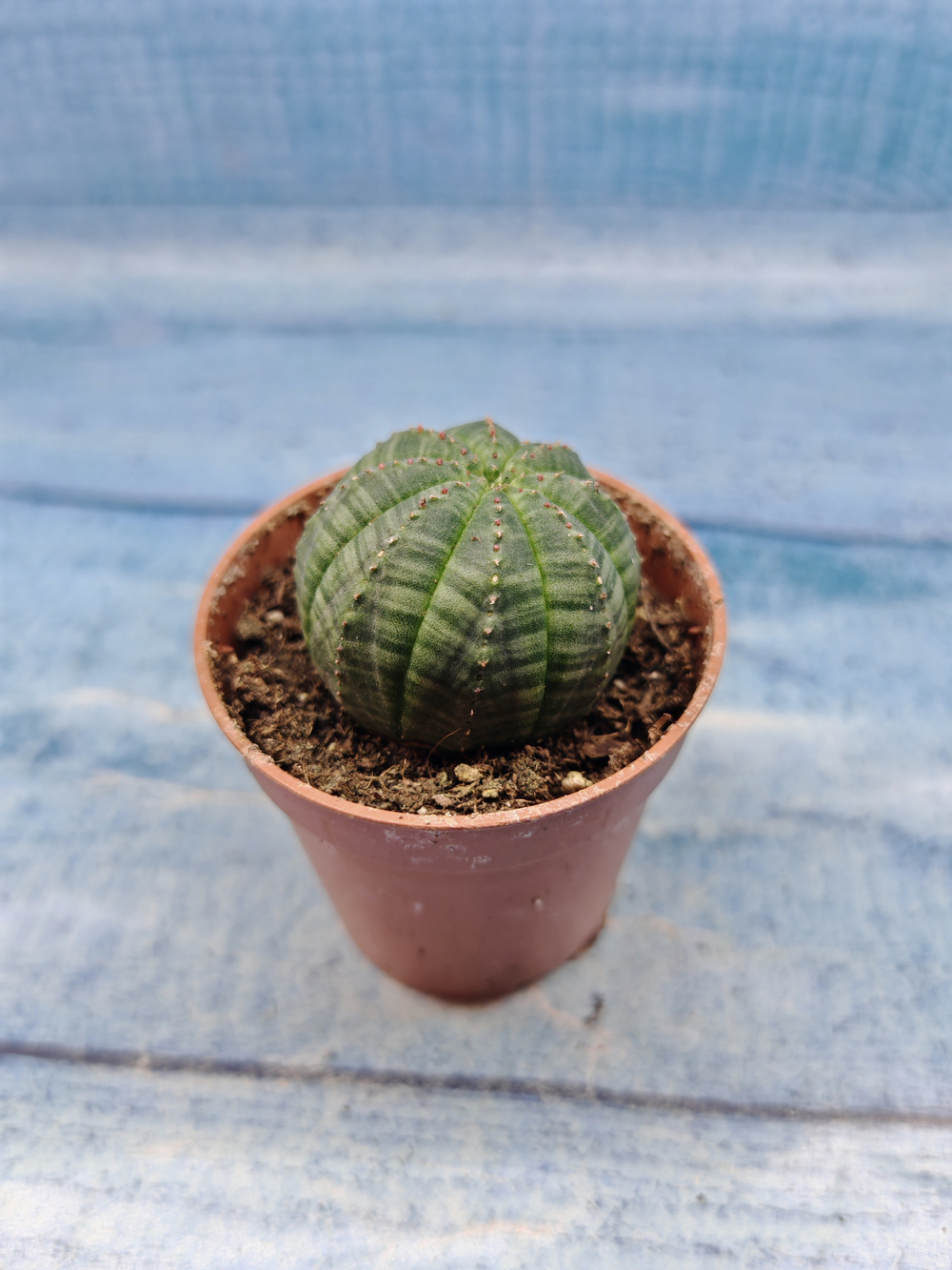 Euphoria Obesa (Эуфорбия)