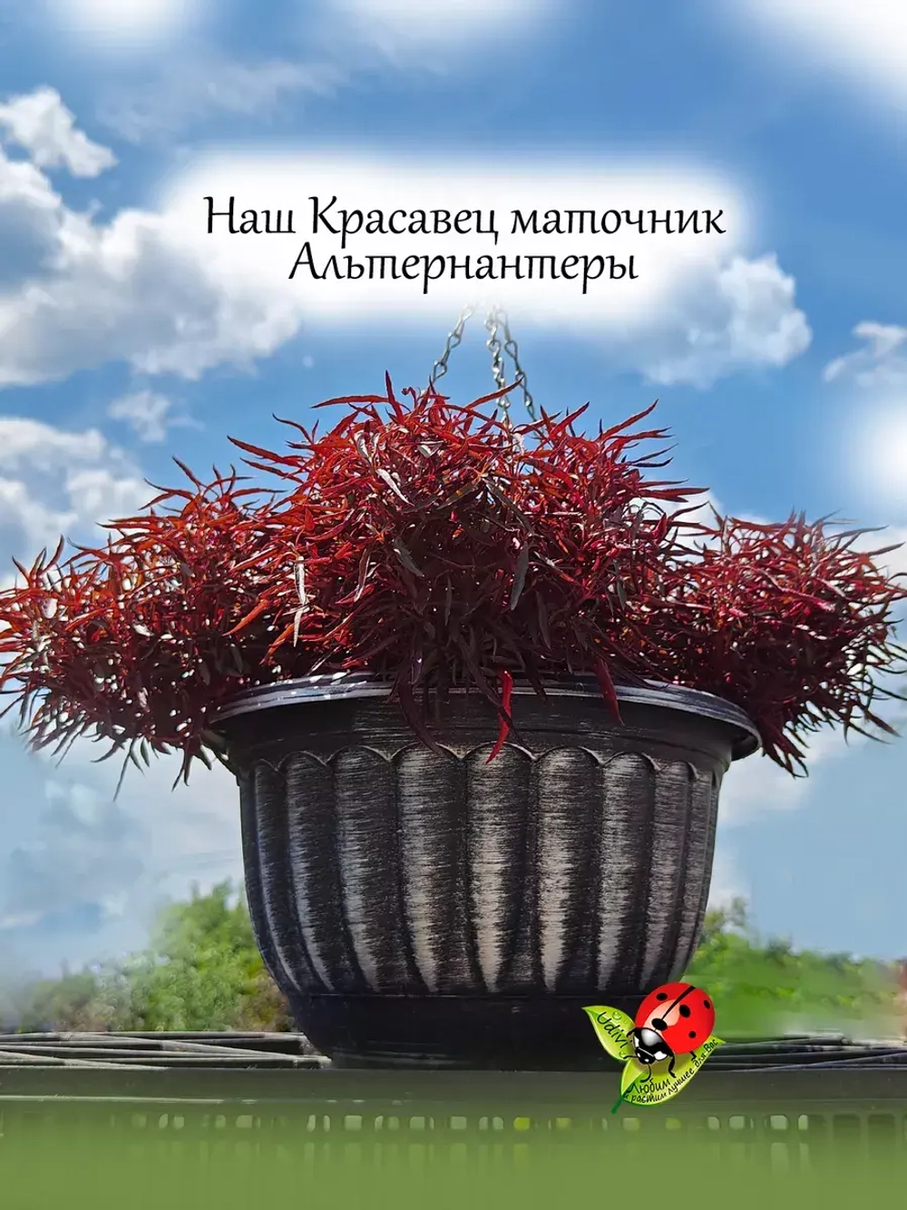 Альтернантера ампельная красная