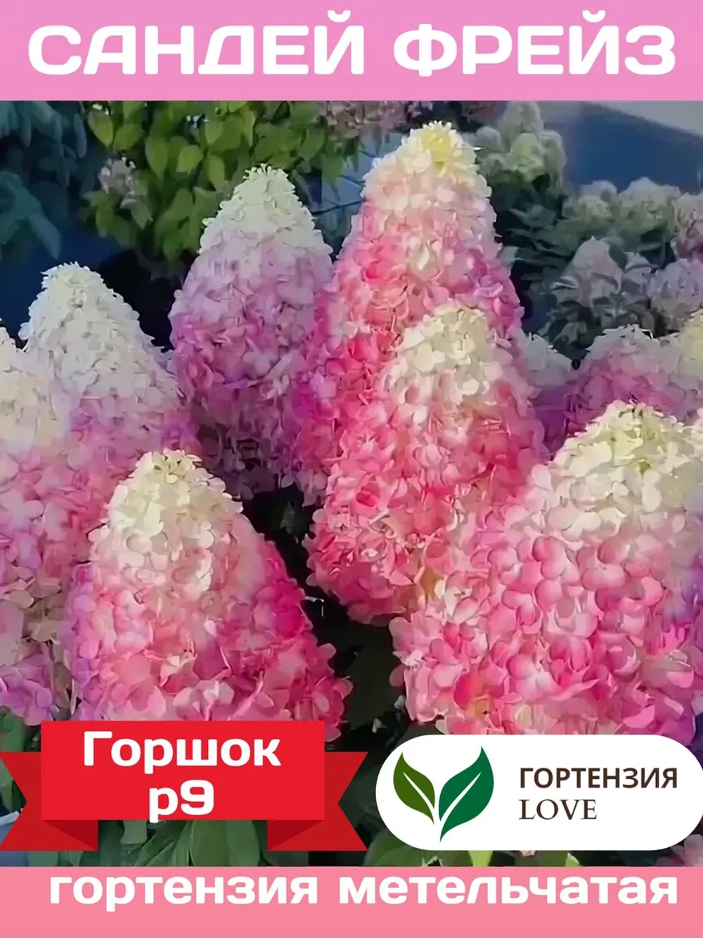 Сандей Фрайз гортензия метельчатая