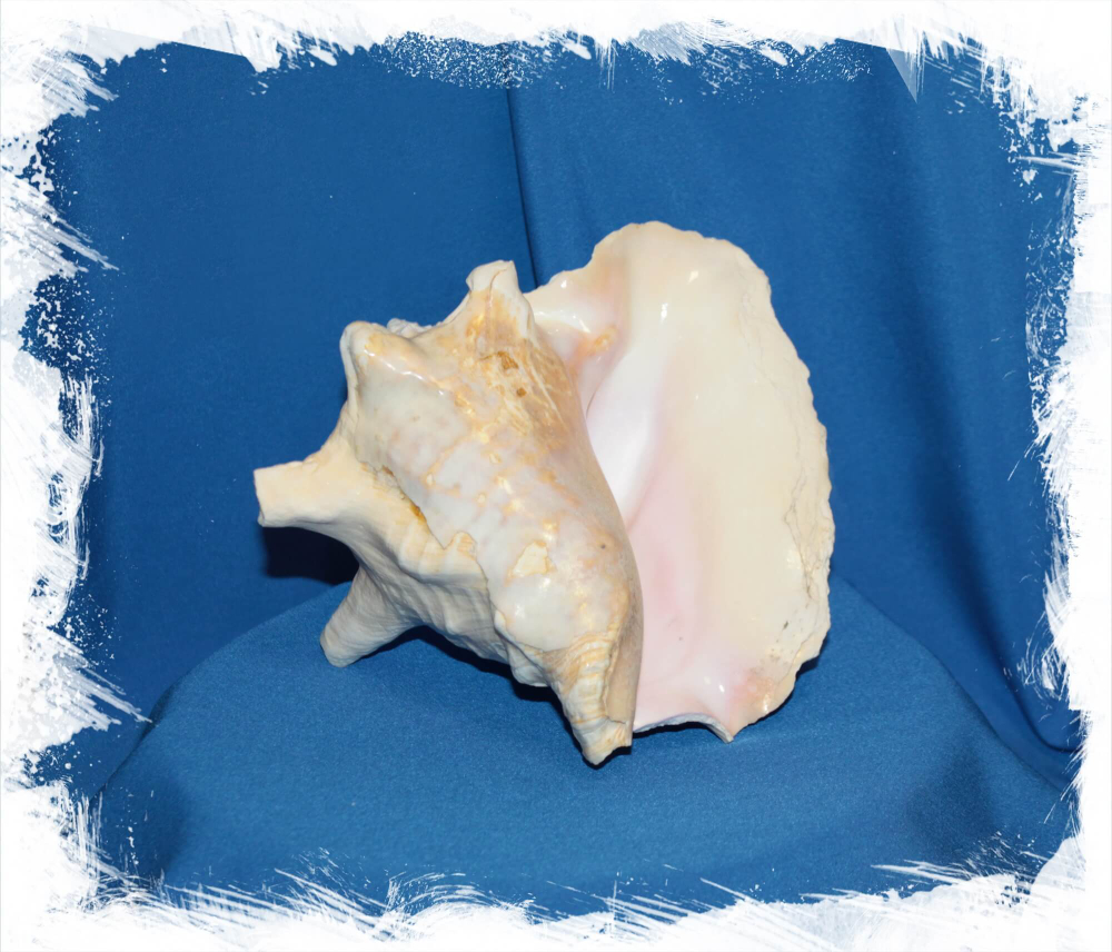 Стромбус Гигас