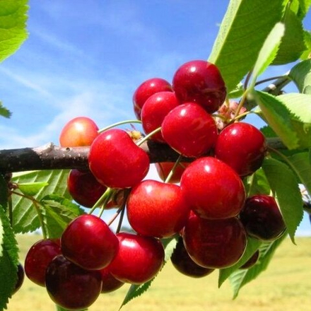 Черешня Итальянка