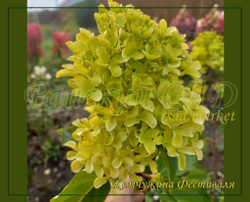 Гортензия метельчатая Жемчужина Фестиваля ( Hydrangea paniculata 'Romantic Ace' = 'Perle de Festival')