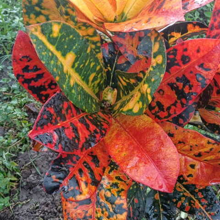 Кротон HYBRID NN15