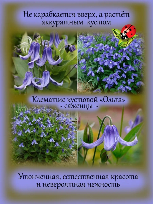 Клематис Ольга кустовой