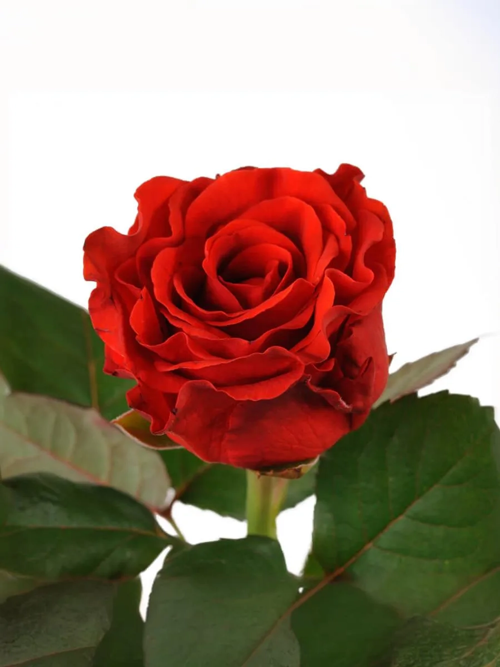 Роза чайно-гибридная Эль Торо