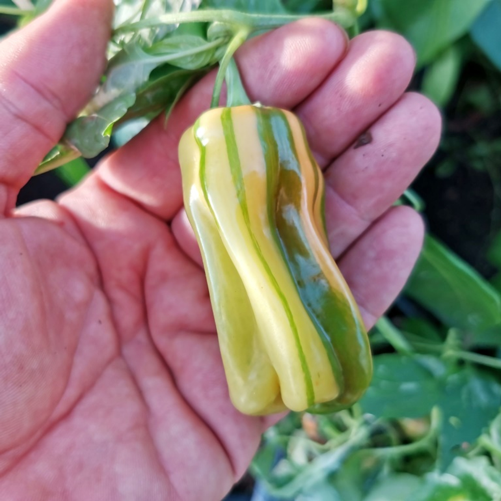 Рождественская Карамель - Разноцветный Полосатый Сладкий Перчик