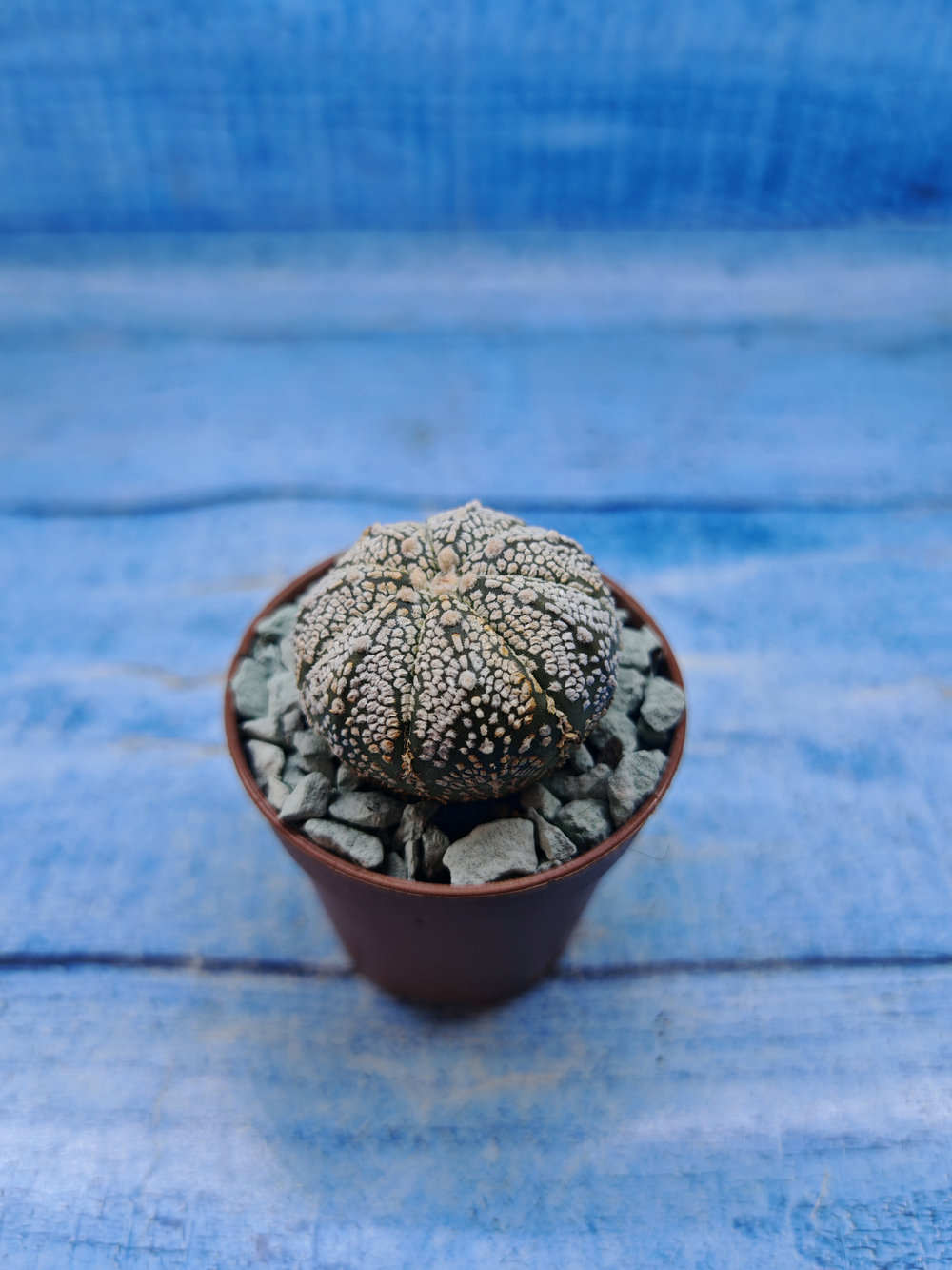 Astrophytum Asterias "Super Kabuto" (Астрофитум)