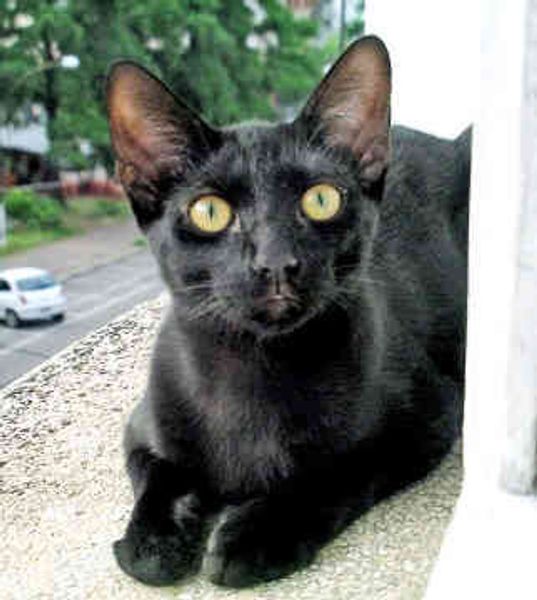 Бомбей Бомбей