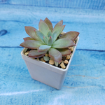 Echeveria Colorata Brandtii (Эхеверия)