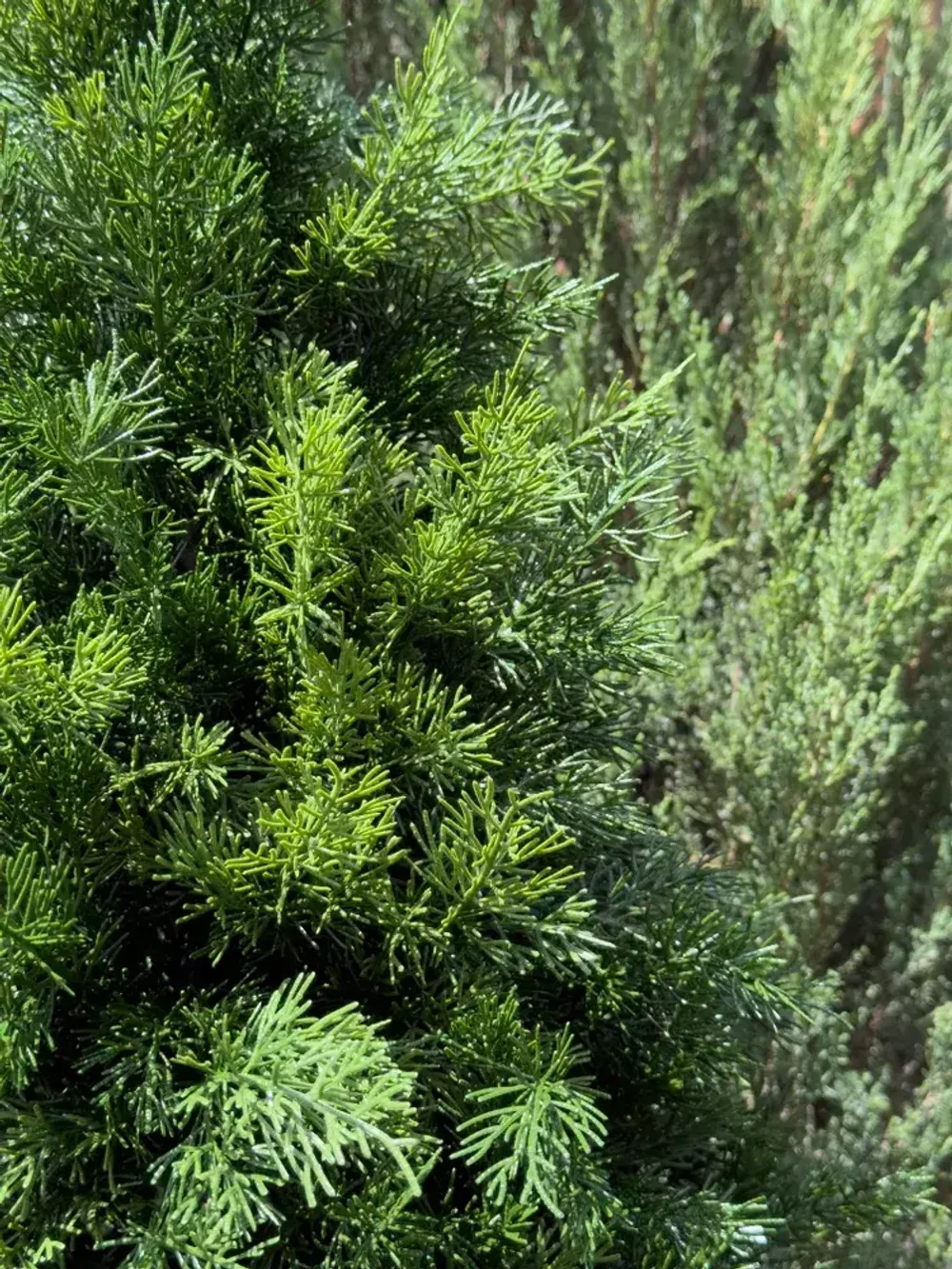 Туя искусственная (Литая хвоя) 180 см / 1,8 м