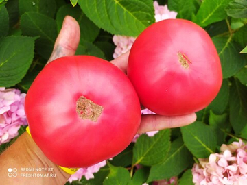 Африканская королева (African queen) сорт томата