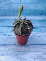 Gymnocalycium Friedrichii (Гимнокалициум)