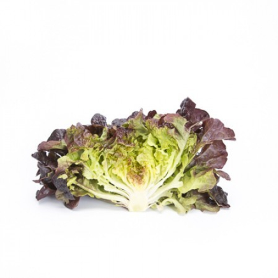 Сатудай семена салата дуболистного (Rijk Zwaan / Райк Цваан) продукт – фото 2