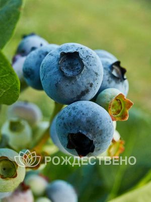 Голубика