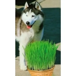 Семена Трава Для Собак (УД) Е/П