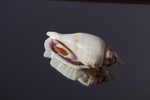 Ракушка Стромбус гиббосус (Gibberulus gibbosus)