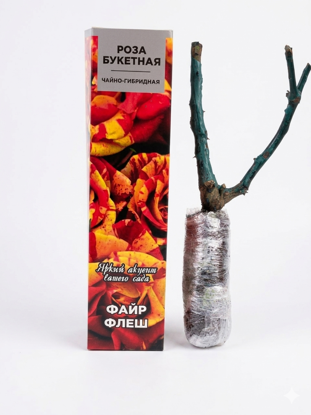 Саженцы роз Fire Flash ш10 в37