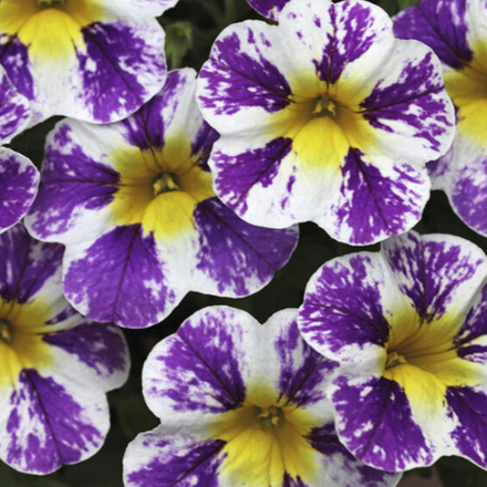 ЕВРО Calibrachoa CANDY SHOP Grape Splash неукор черенок конец ноября