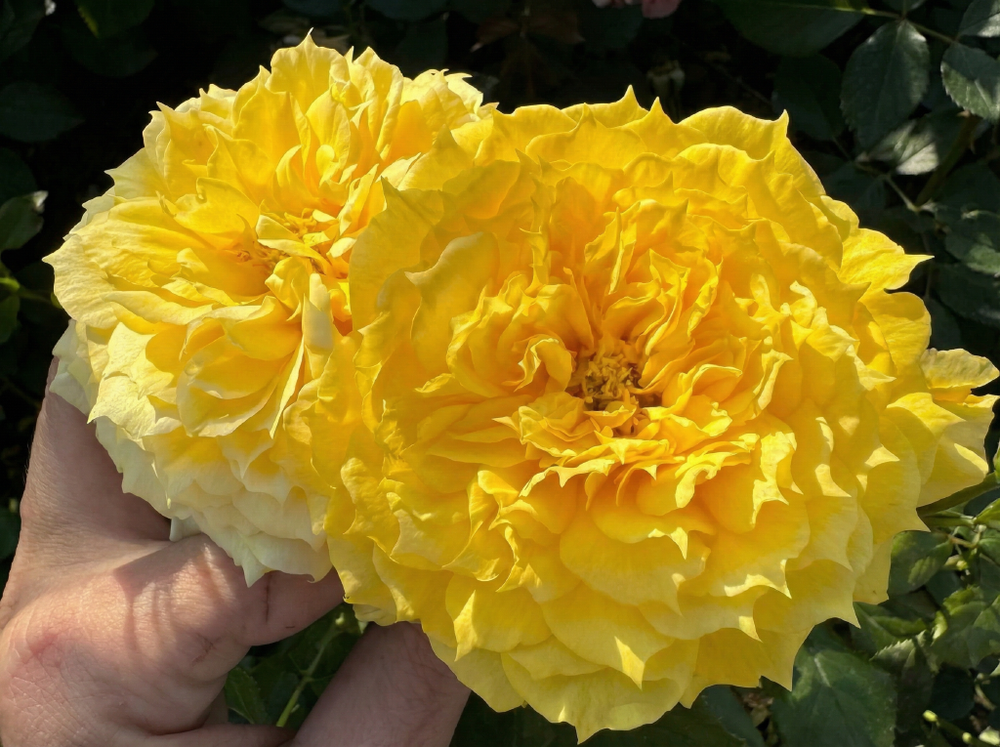 Роза «Чайна Гёрл» (China Girl) флорибунда