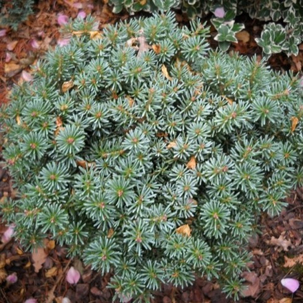 Пихта корейская Блауэр Эскимо С5 60-80 Ра 60