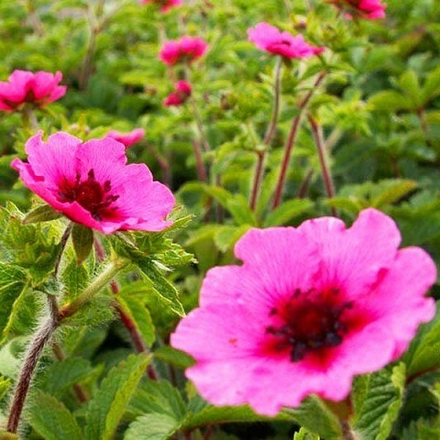 Лапчатка непальская Miss Willmott