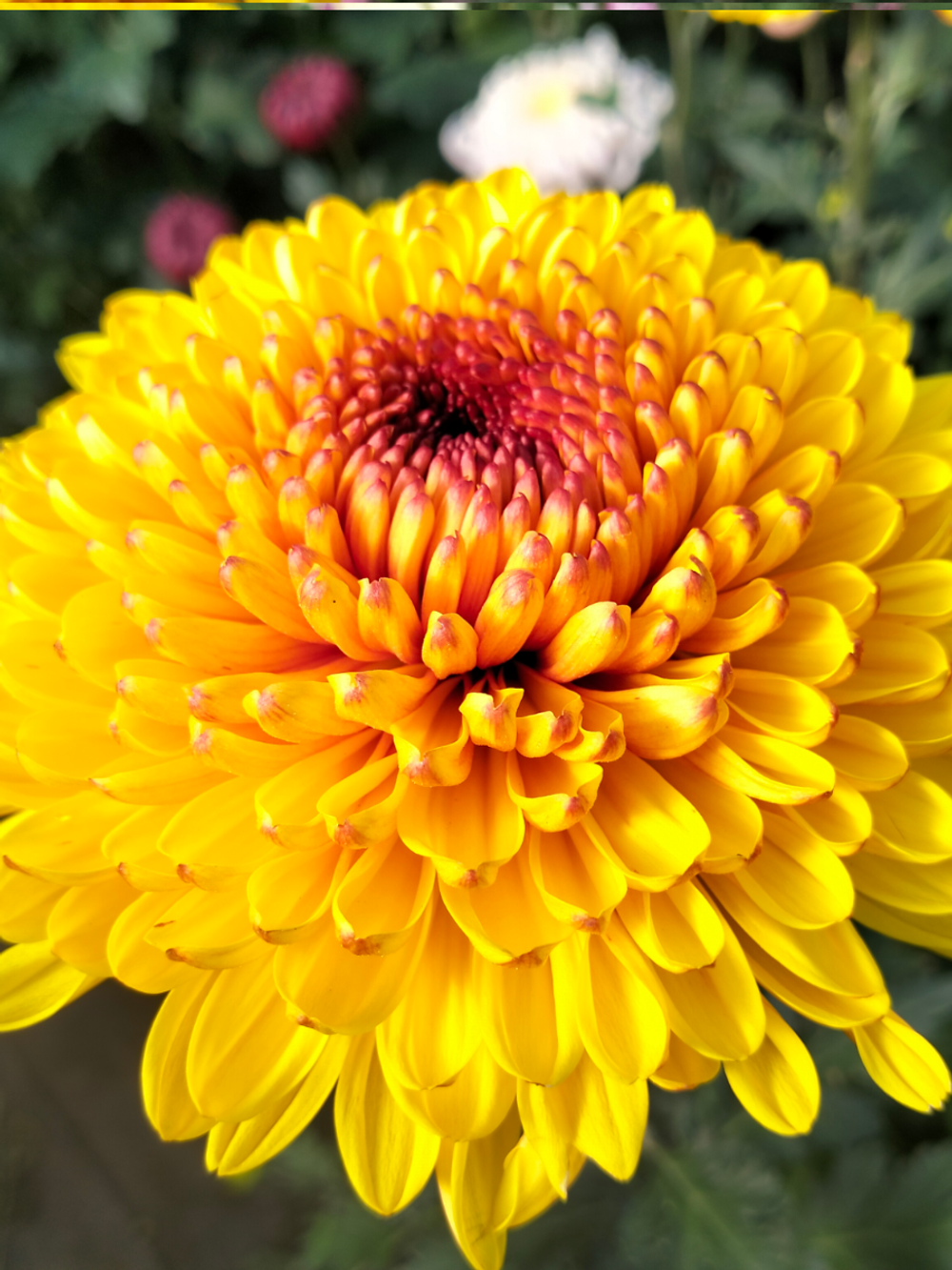 🍀Хризантема одноголовая Serov /о.51 /поставка весна 2026г/