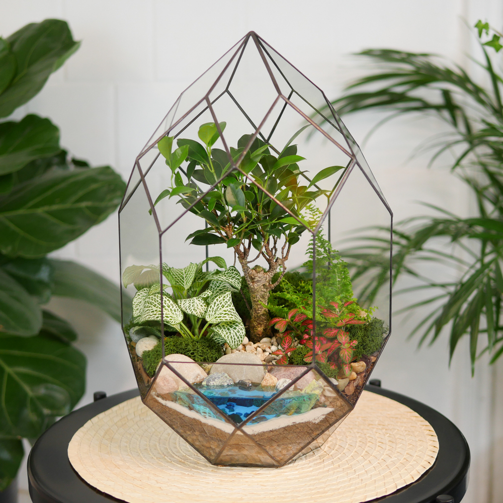 Готовый флорариум бонсай Фикус Цефей с озером