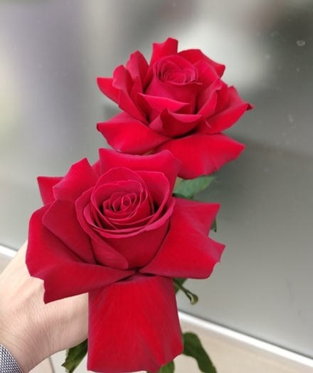 9 французских роз