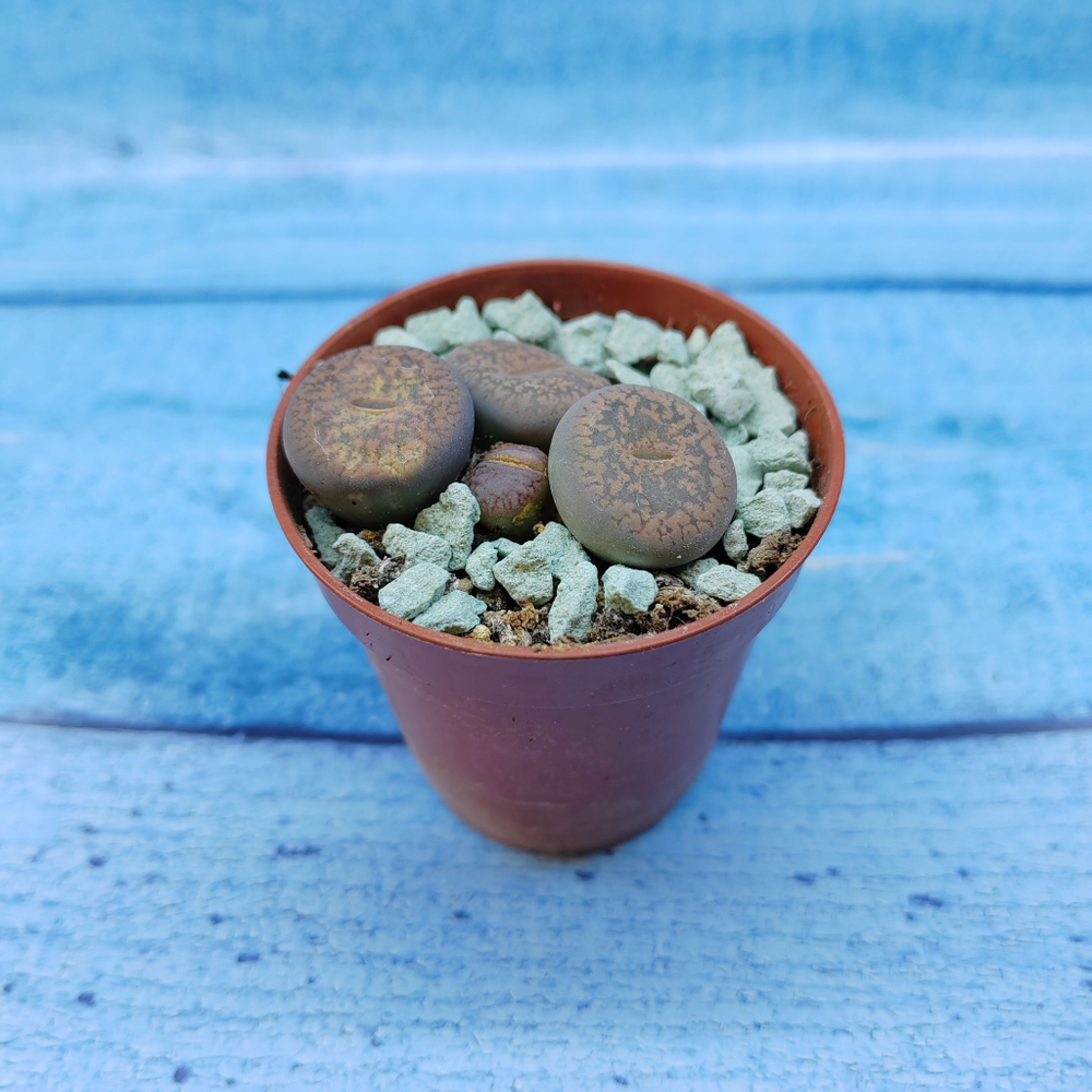 Lithops sp. (Литопсы)