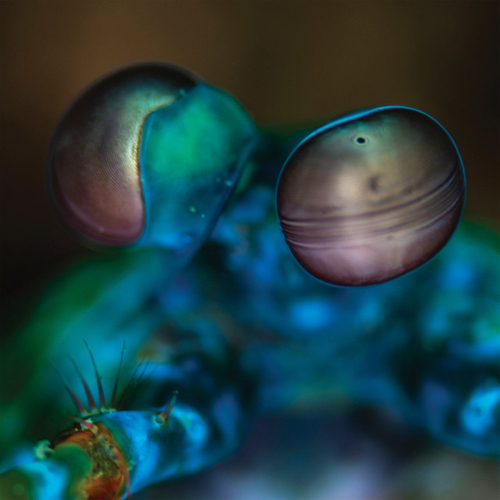 Melvin Gibbs - Amasia: Anamibia Sessions