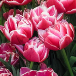 ЛУКОВИЦЫ ТЮЛЬПАН МАХРОВЫЙ КОЛУМБУС/COLUMBUS 11/12, DARIT 7 ШТ/УП