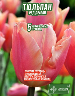 Тюльпан Луковица, Ред Драгон, 5+шт
