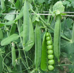 Горох Преладо (Syngenta / Сингента) 20гр.