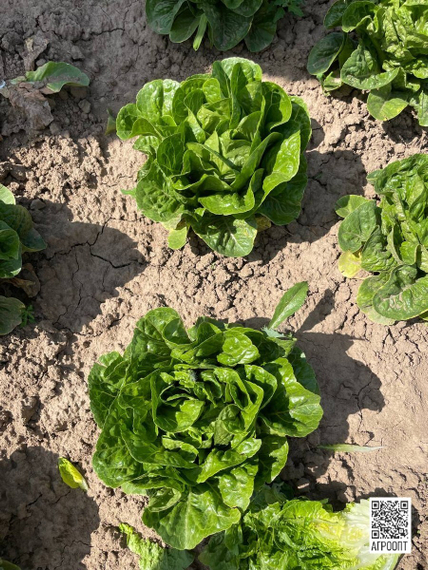 Рафаэль семена салата ромэн (Rijk Zwaan / Райк Цваан) в поле – фото 4