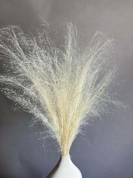 Просо белое