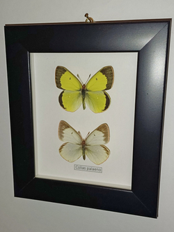 Желтушка Colias palaeno пара рамке