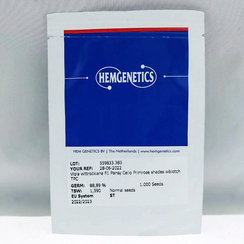 Фиалка Виттрока CELLO PRIMROSE SHADES BLOTCHED F1