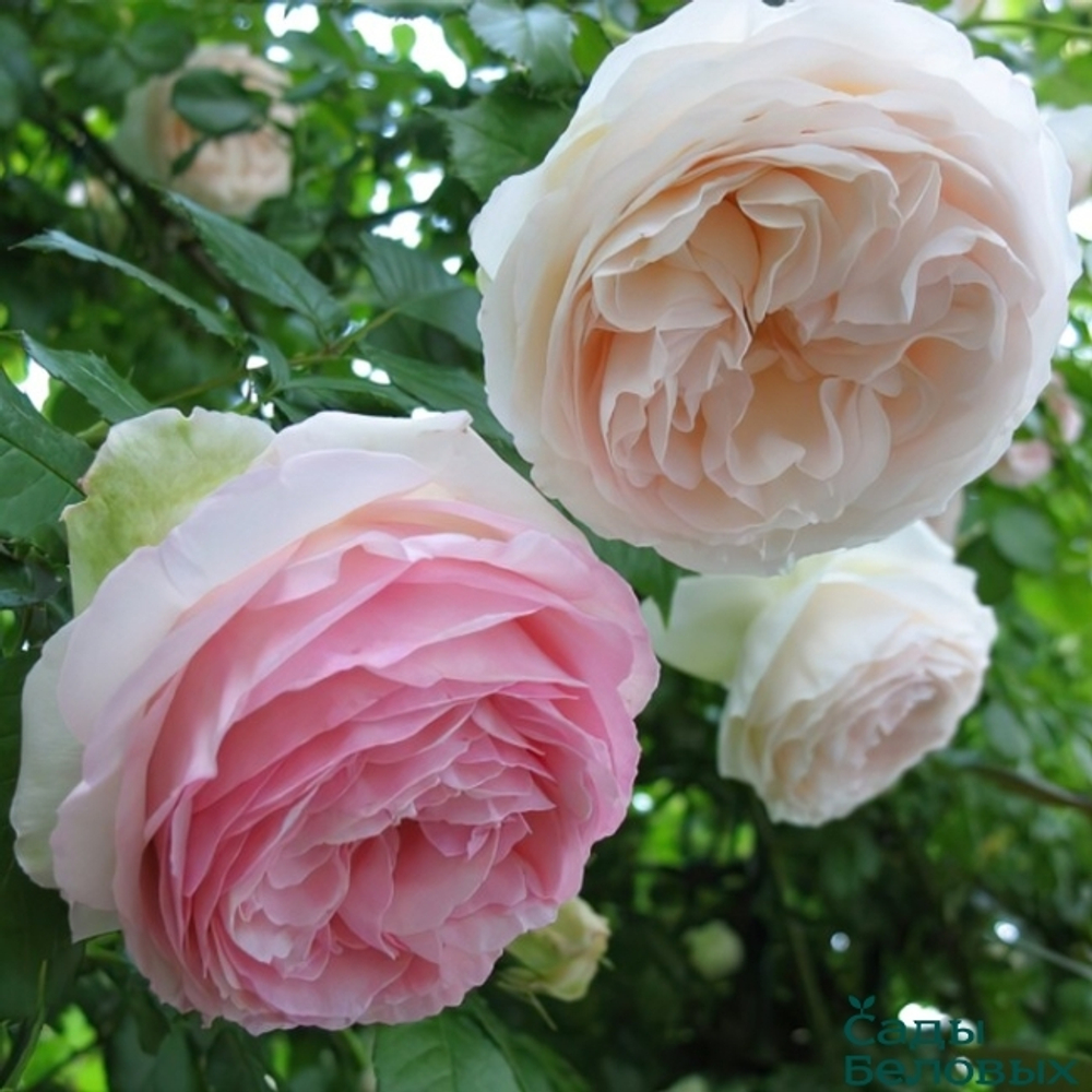 Роза плетистая "Palais Royal"