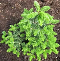 Пихта кефалиннийская Мейерс Дварф С5 20-30