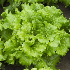 СТАРФАЙТЕР семена салата (Rijk Zwaan | Alexagro)