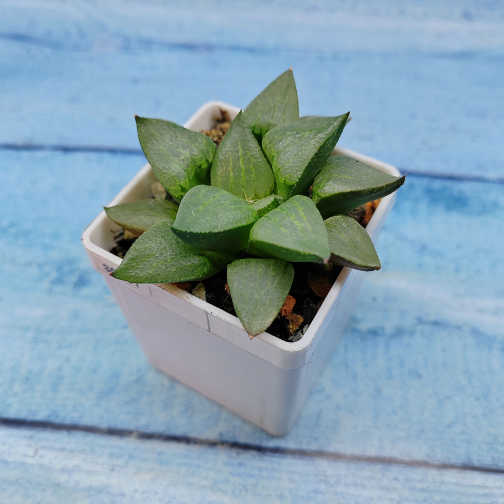 Haworthia Comptoniana Hybride hybrid (Хавортия)