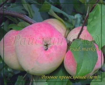 Яблоня Розовое превосходное