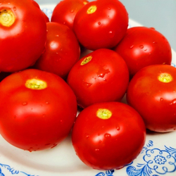 Помидоры Верблюжёнок Трудяга - Camel Hardworker Tomato