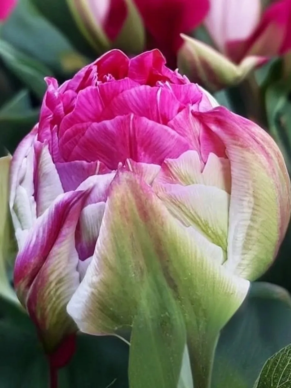 Тюльпан Пионовидный Викед ин Пинк