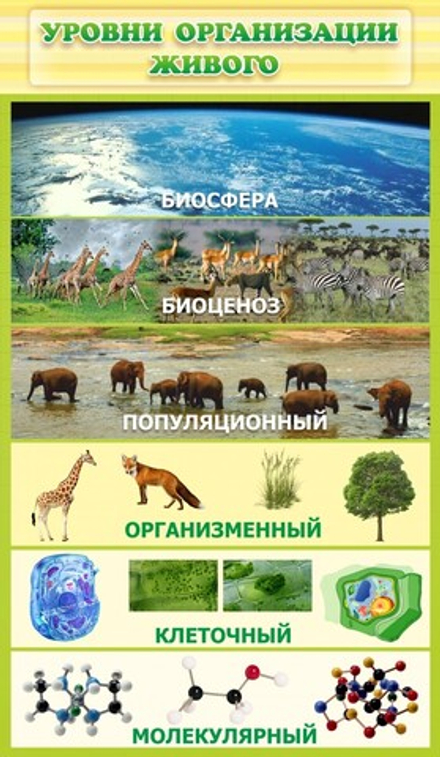 Стенд "Уровни организации живого"